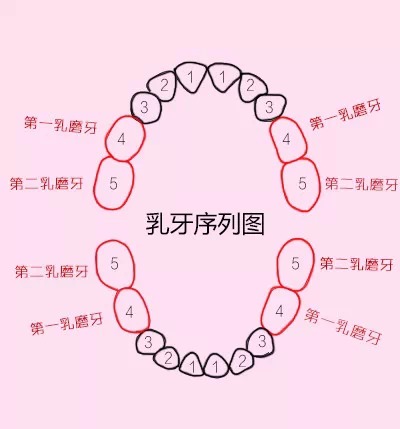 乳牙序列图