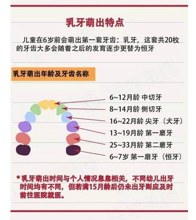 乳牙的特点