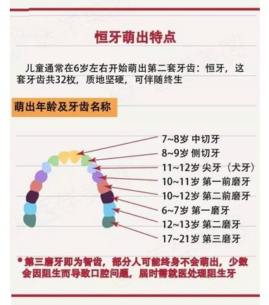 恒牙萌出特点